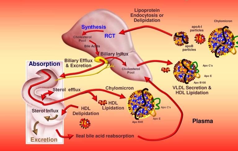 Lipoprotein Trafficking.pptx [Read-
